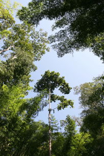 ���ӵ�ɭ��