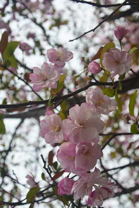 һ��ʢ���Ĵ�˿����