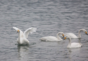 湖中天鹅曲谱_湖中天鹅照片