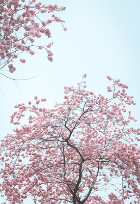 ������ʢ���ķ�ɫӣ��