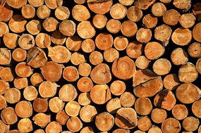 ľ��������Ӱ