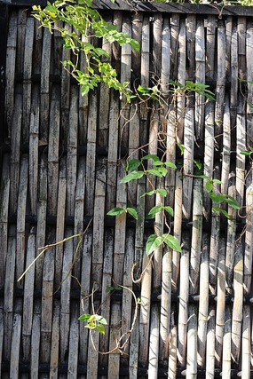 ֲ�������ǽ