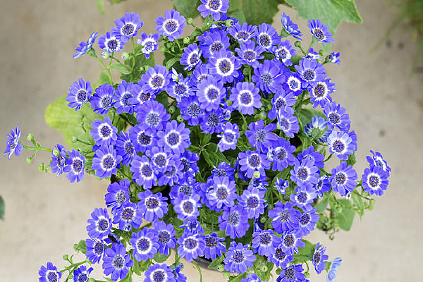 ��ɫ��Ҷ��