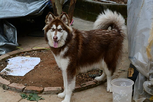 ���Ʒ�ֵĹ�