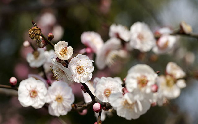 ��÷����