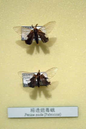 ��͸�ᶾ��