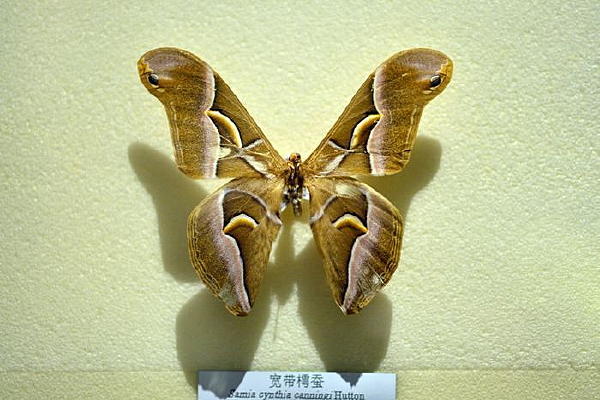 �����˲�