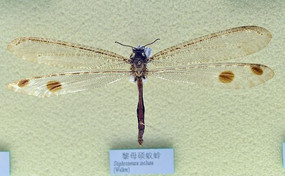 ��ĸ˶����