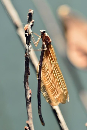 ��֦�ϵĶ���