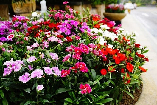 �����̾�