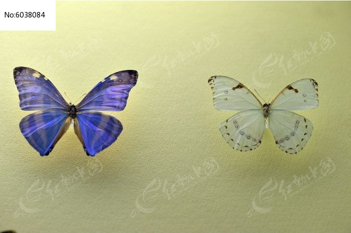 ���������������ͼƬ