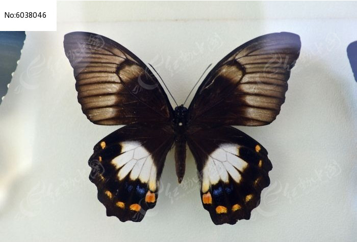 ���������ͼƬ