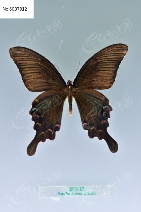 �̷���걾ͼƬ