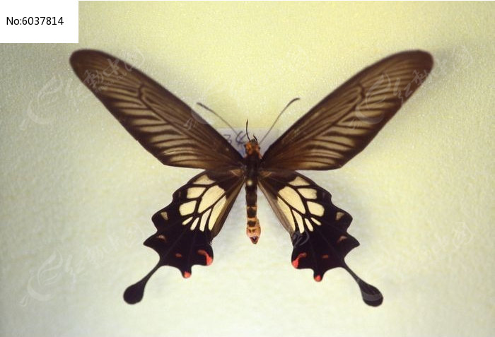 ��β����걾ͼƬ