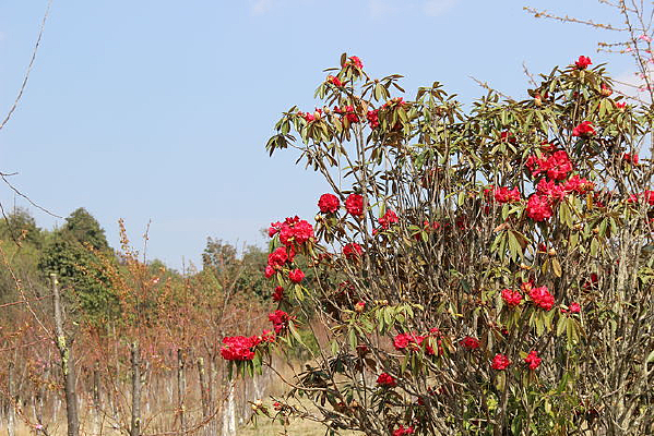 �������Ķž黨