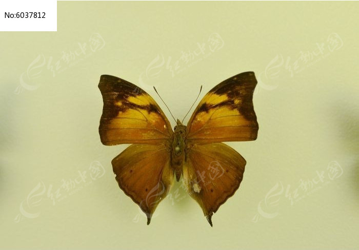 ��Ҷ�̵�ͼƬ