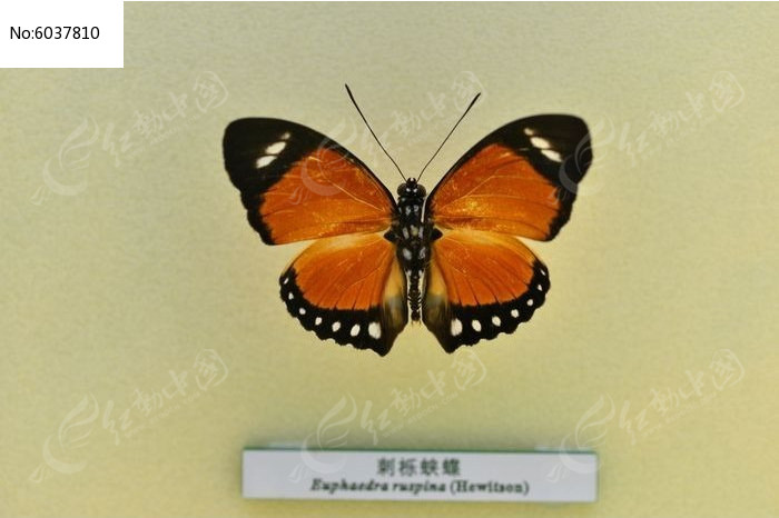 �����̵�ͼƬ