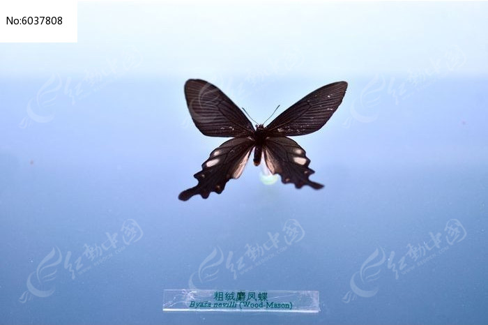 ��������ͼƬ