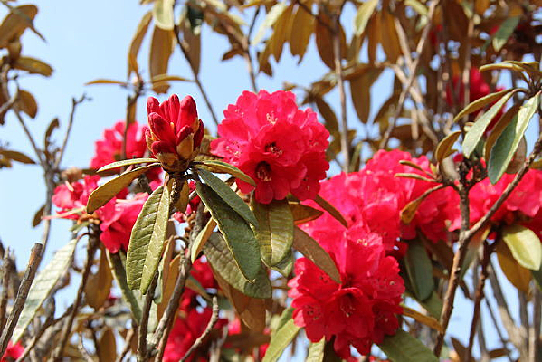 �ž黨��ʫ��Ũ