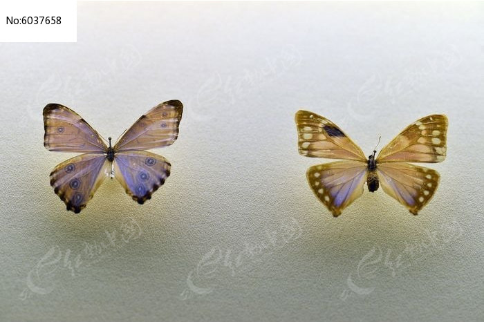 ����������С������ͼƬ