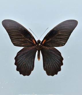 黑凤蝶