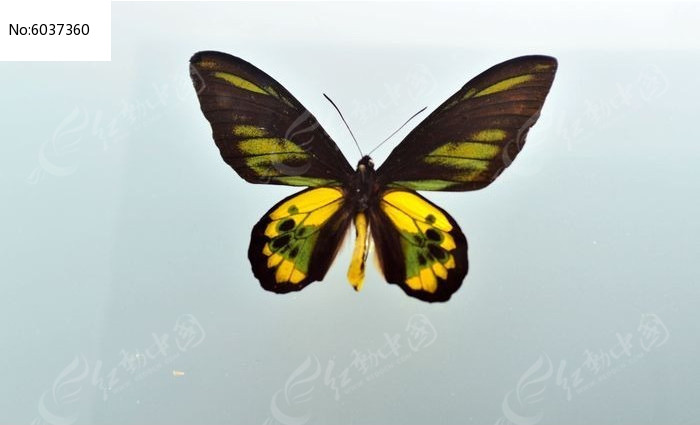 ��������ͼƬ