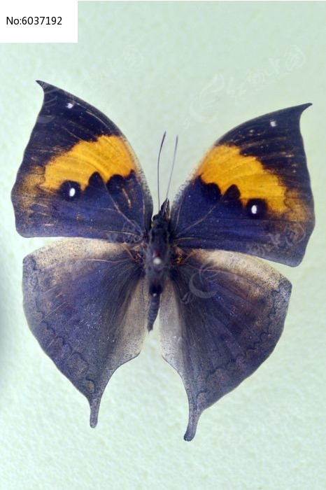 ��Ҷ�̵�ͼƬ