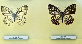 ��ֻ�ں���