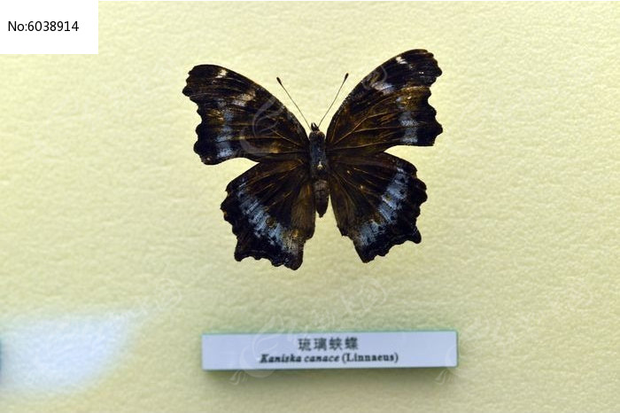 �����̵�ͼƬ