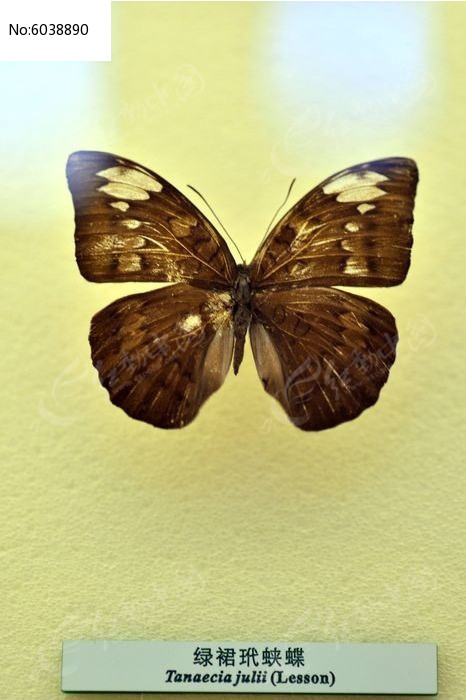 ��ȹ���̵�ͼƬ