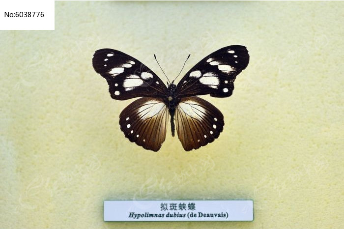 ����̵�ͼƬ