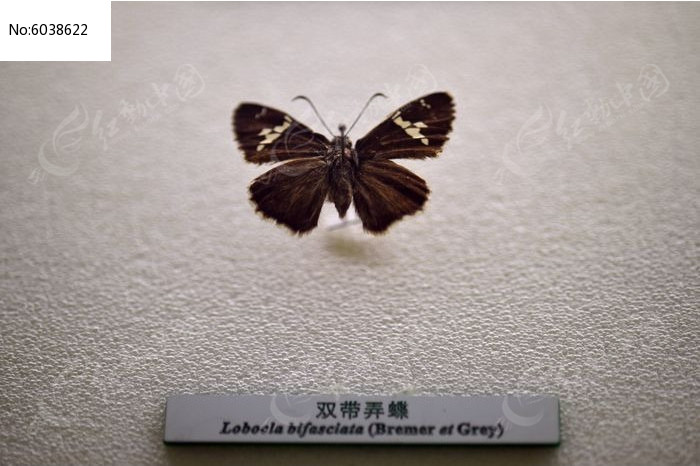 ˫��Ū��ͼƬ