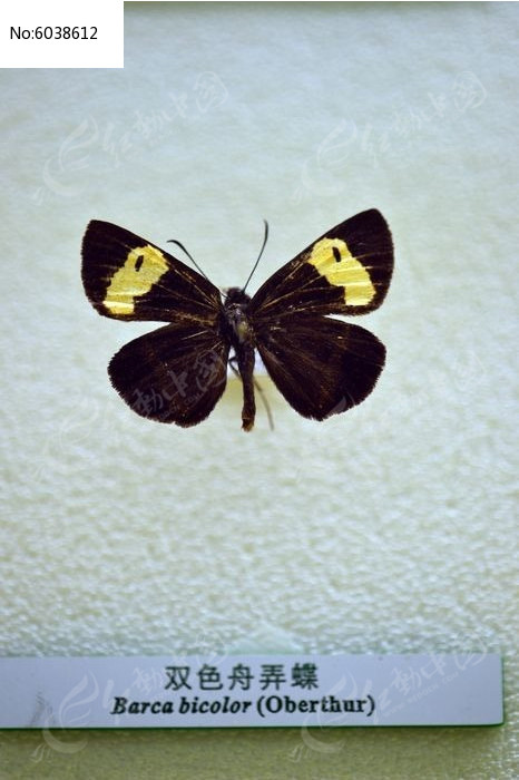 ˫ɫ��Ū��ͼƬ