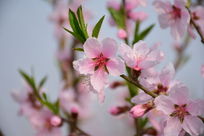 ��д֦ͷ�һ�