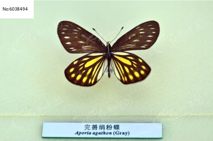 ���ƾ�۵�ͼƬ