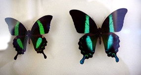 ��ʹ��Ӱ�ز�