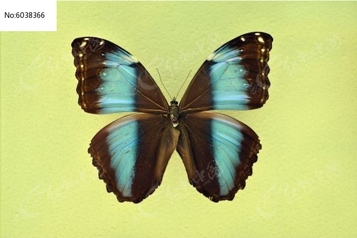 ����������ͼƬ