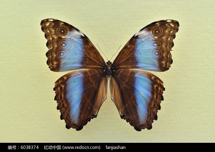 ��������ͼƬ