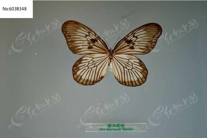 �Ų����̵�ͼƬ