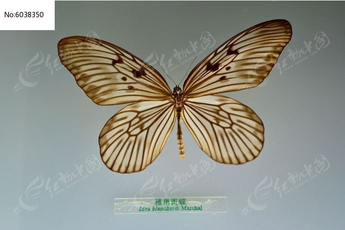 �Ų��ߵ�ͼƬ