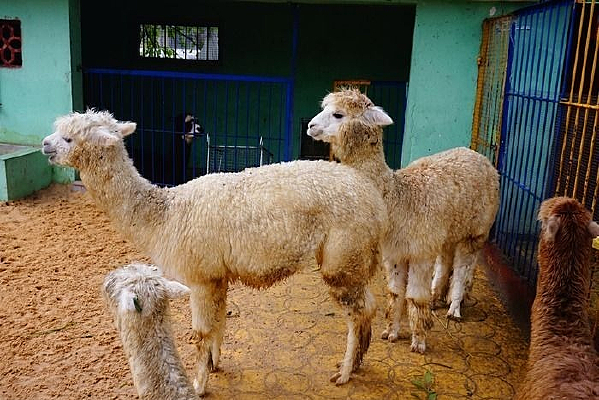 ����Ұ������