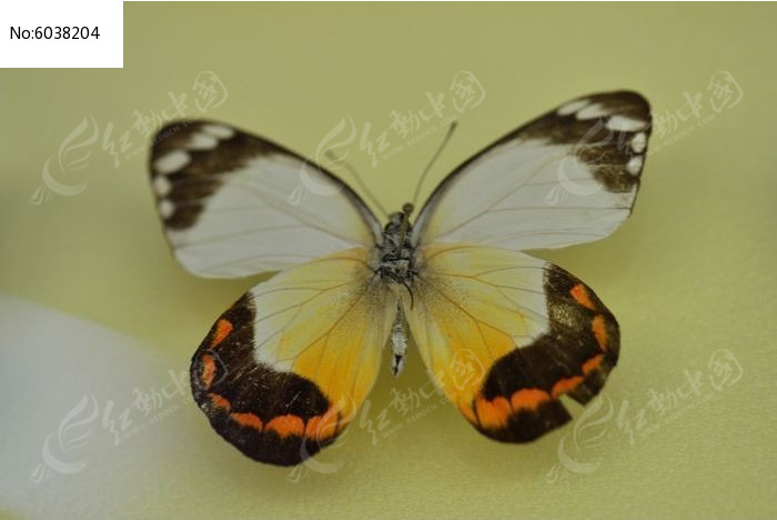 ��ɫ�߷۵�ͼƬ