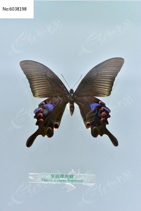 խ�ߴ����걾ͼƬ