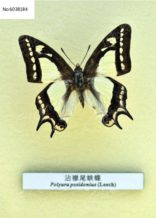 մ��β�̵�ͼƬ