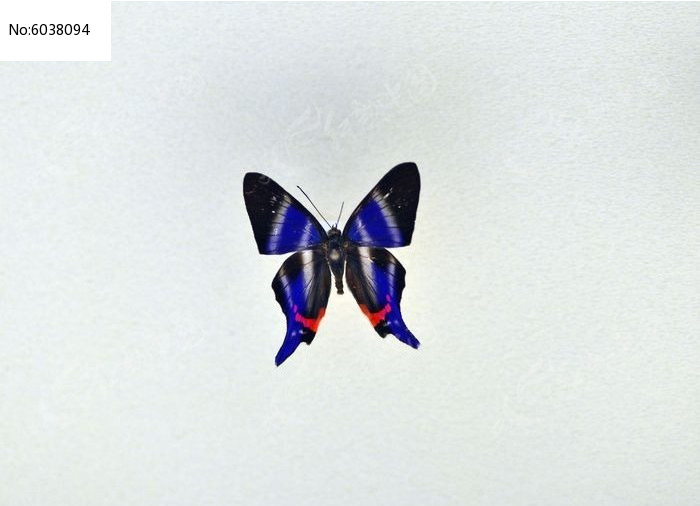 ������ͼƬ