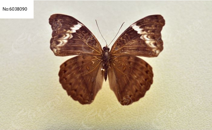 �������̵�ͼƬ