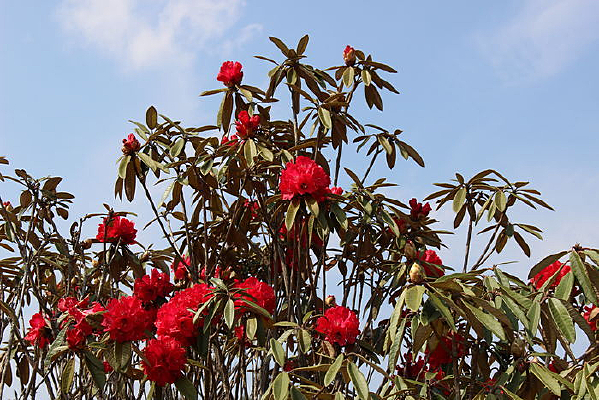 ��������һ�öž黨