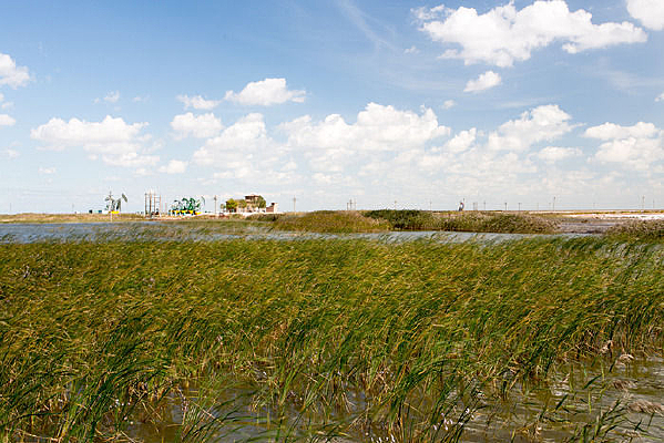 ����ʪ��