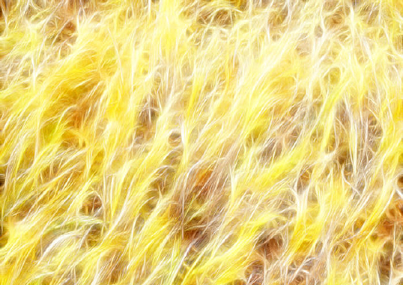 ���Ի������е�Ұ�ݡ�