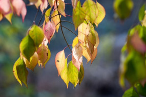 ����Ҷ��